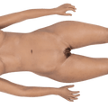 SIMBODIES Advanced Adult Manikin - Male / Light